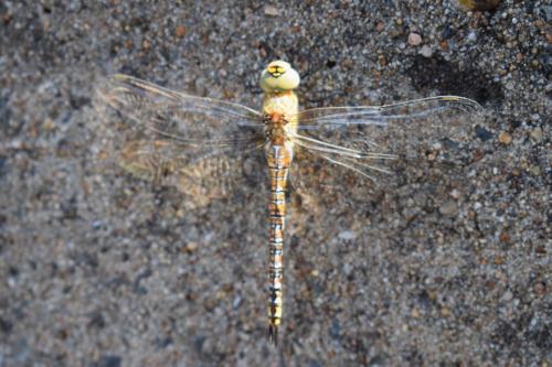 Aeshna mixta